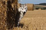 SIBERIAN HUSKY 708